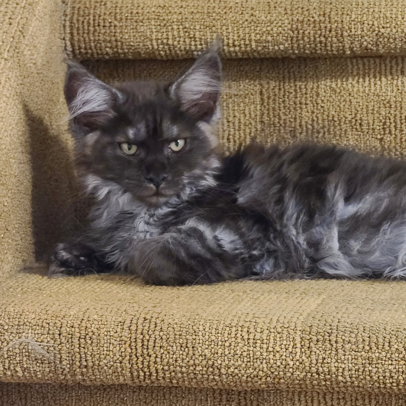 Hoobly kittens hot sale