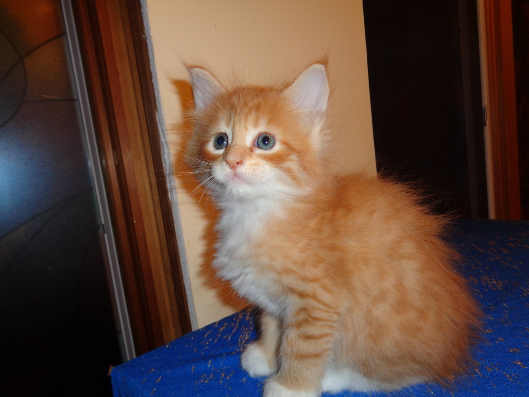 42 HQ Images Maine Coon Kittens Ohio For Adoption : 1000+ images about Maine Coon Cats Flat-coated Retrievers ...